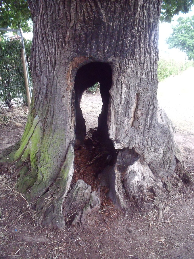 Hollow oak